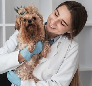 PERFI VETERINARIA